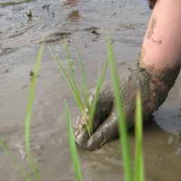 『親子田植え2015』へのご招待