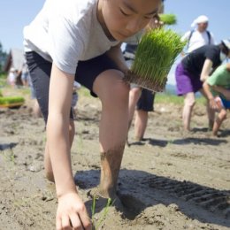 田植えする子供