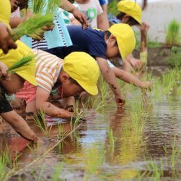 田植えをする園児たち