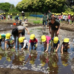 町長と田植えする園児たち