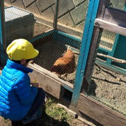 鶏と男の子