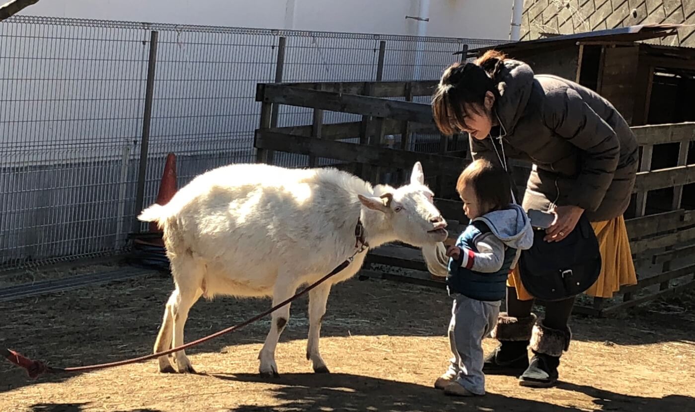 鶴見どろんこ保育園で飼っているヤギ