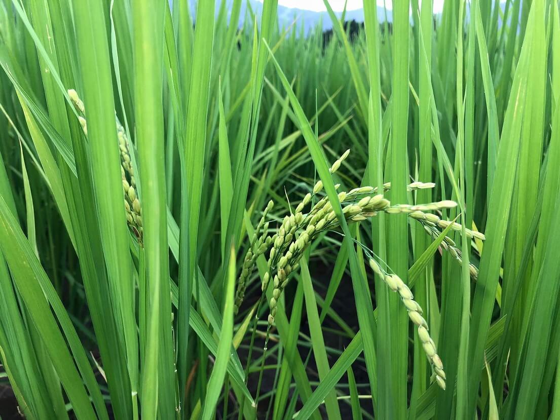 一株だけ穂が出ました