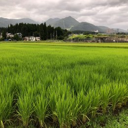 ８月の田んぼ