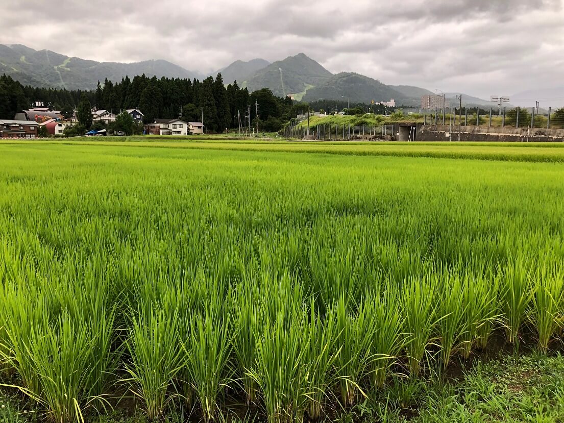 緑の絨毯が黄色く