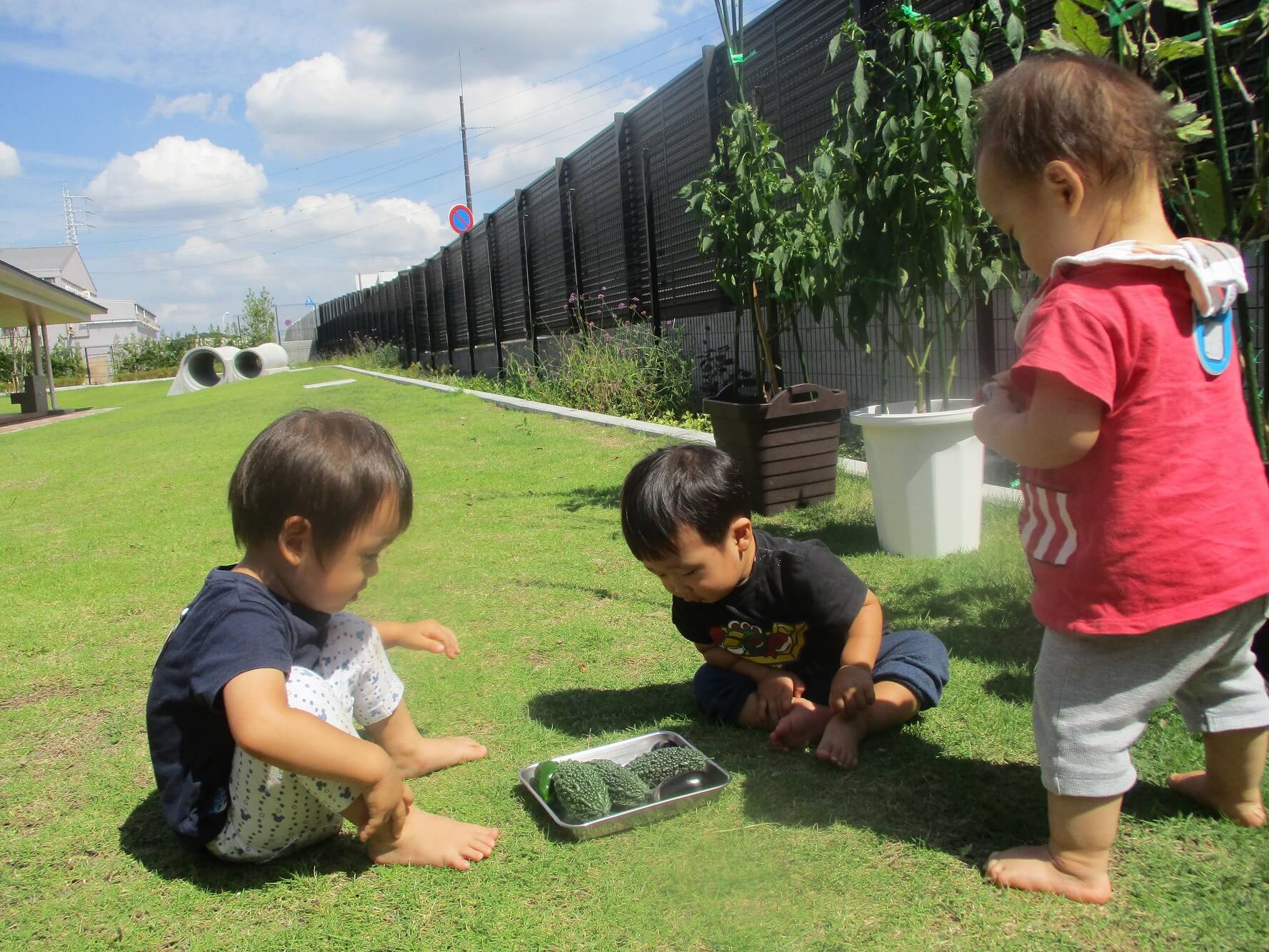 野菜を触る子どもたち