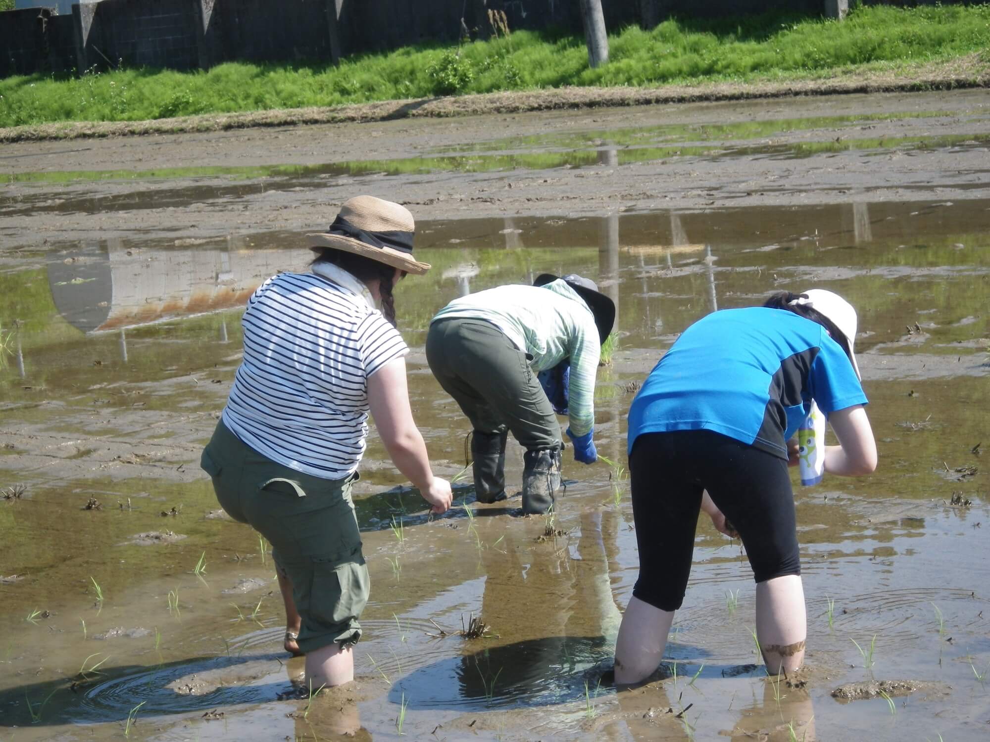 田植えの様子