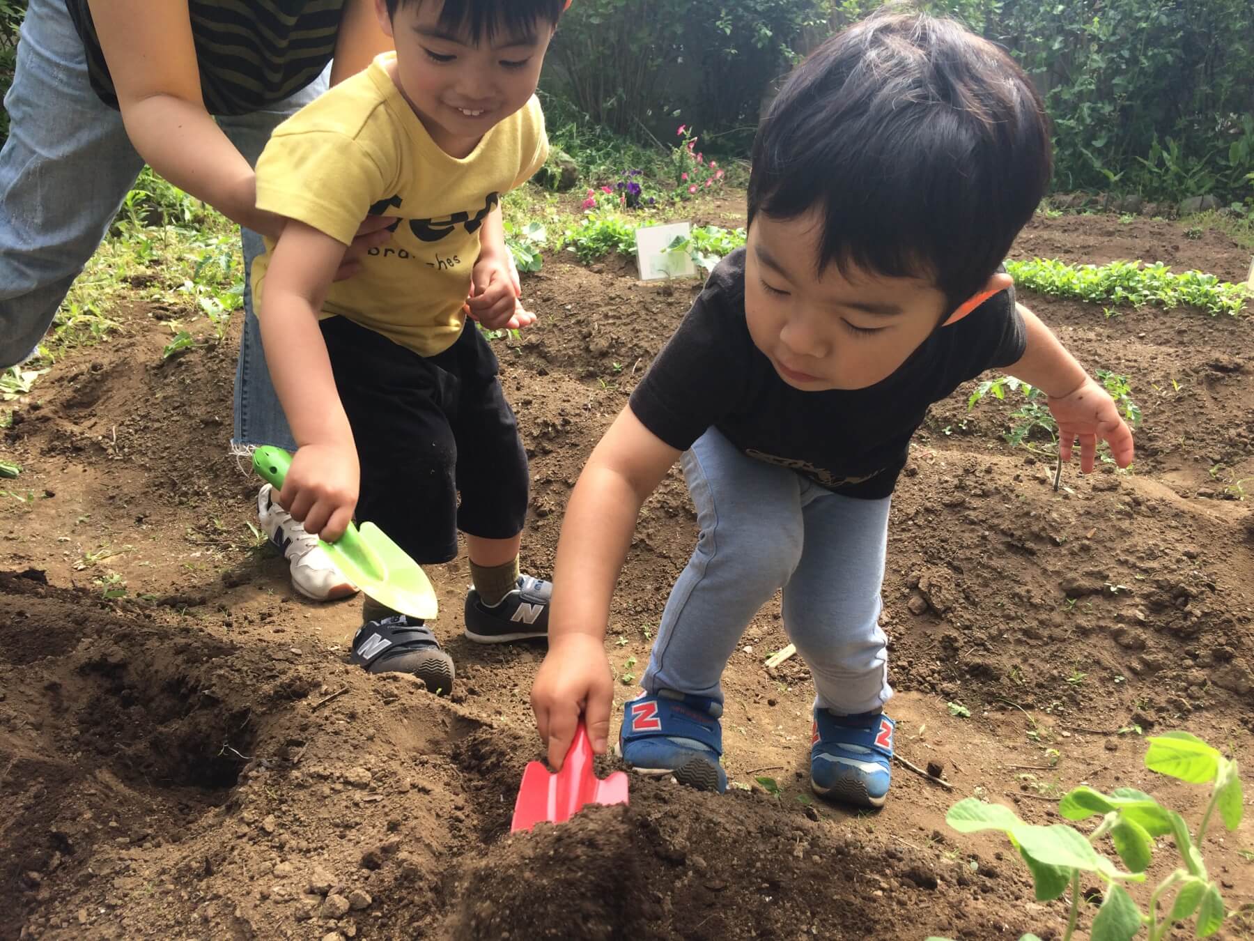 スコップで畑を耕し始める子供達