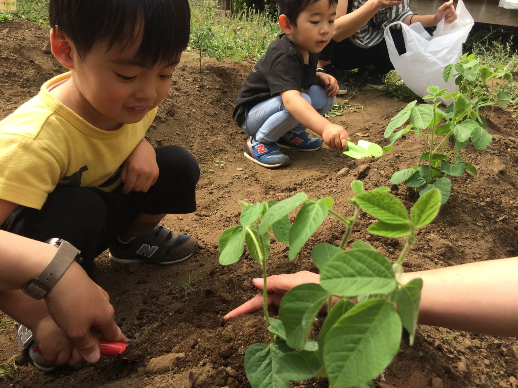 苗を植える子供達