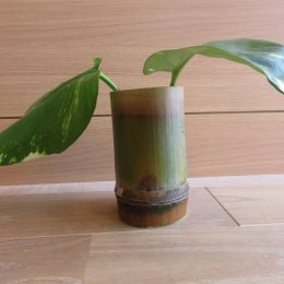 天然竹の手作り湯飲みを作ろう！