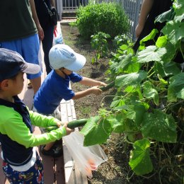 おばけキュウリを収穫する子供