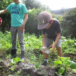 阿佐ヶ谷ルームの畑日記「みんなの野菜、おおきくなったかな」