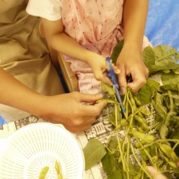 枝豆をはさみで切る子ども