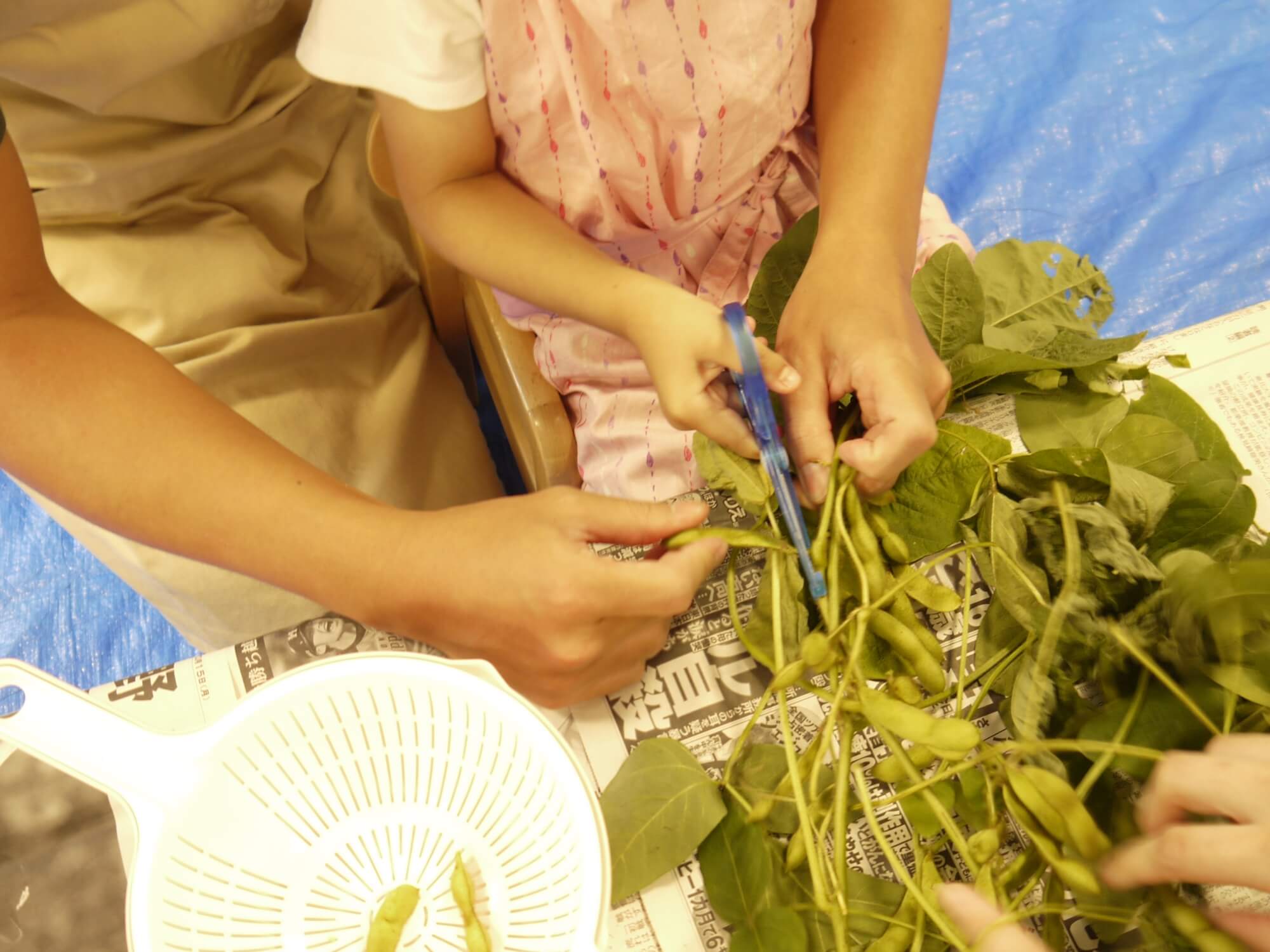 枝から枝豆をはさみで切る子ども