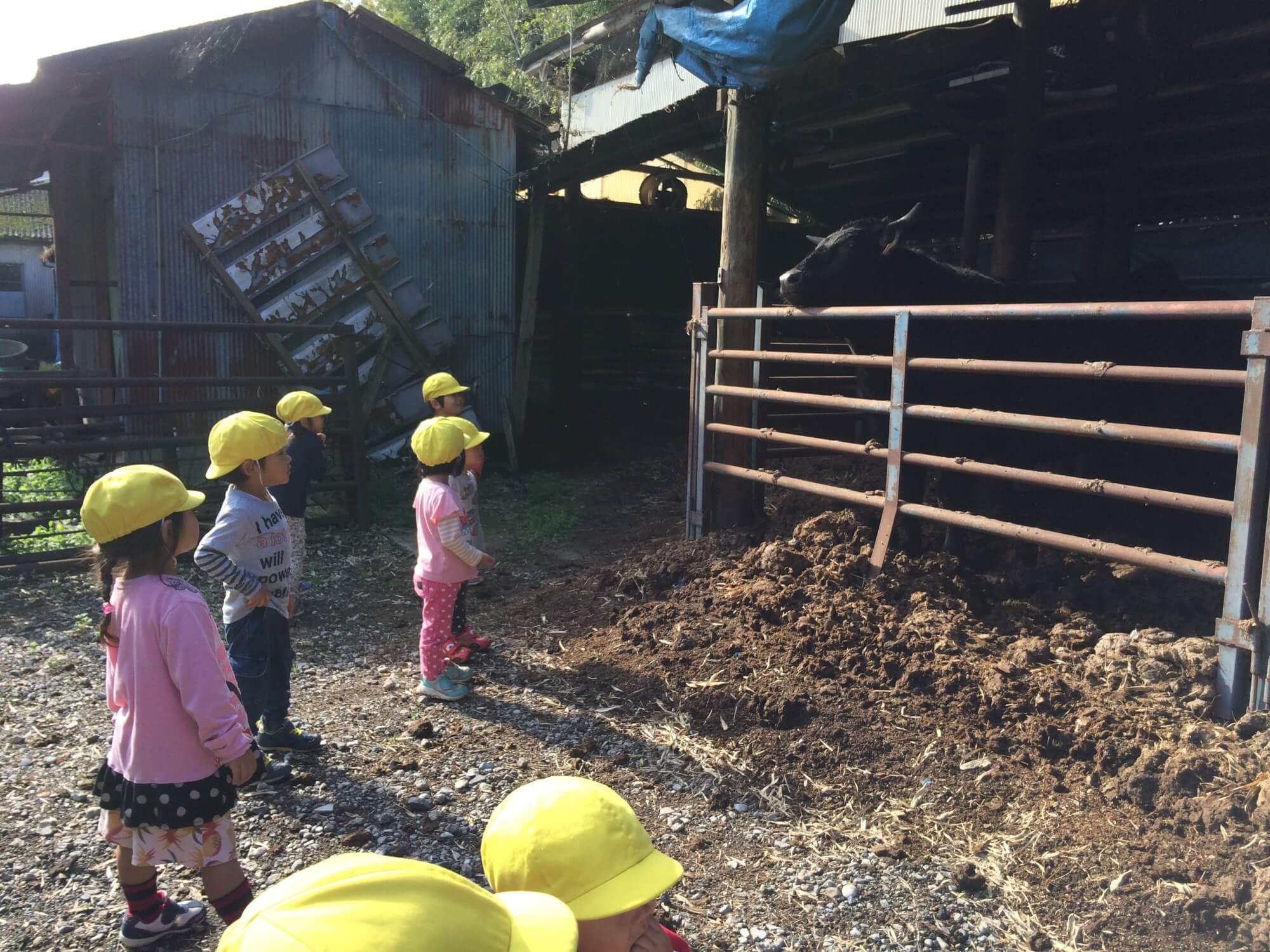 牛舎を見学する園児たち