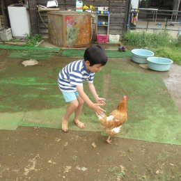 鶏に触れる子ども