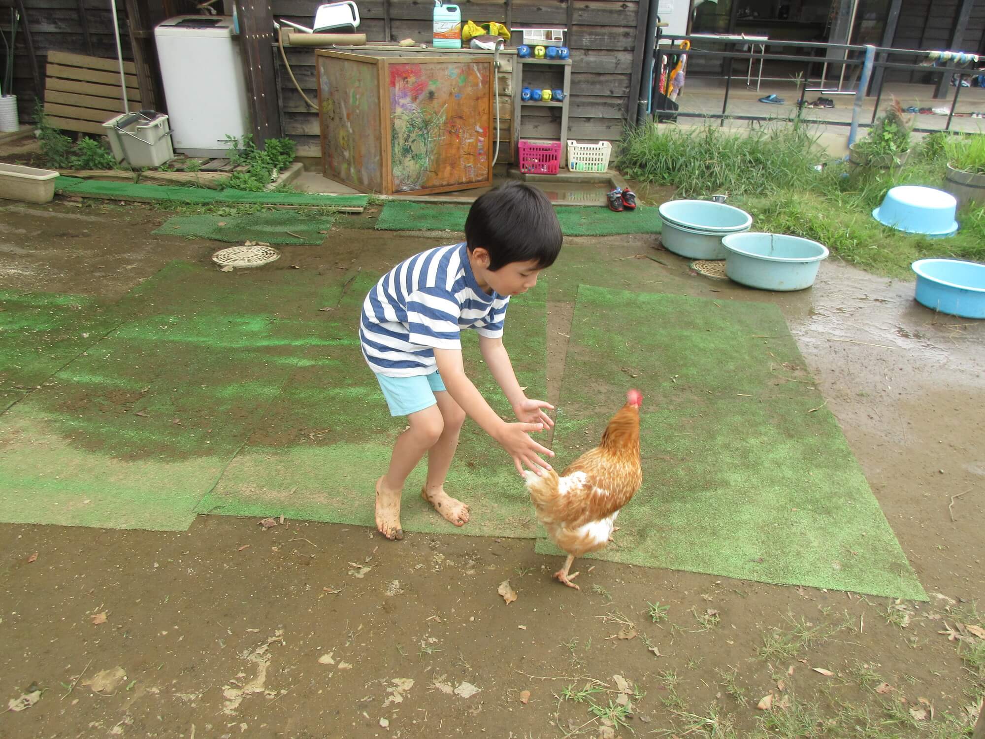 鶏に触れる子ども