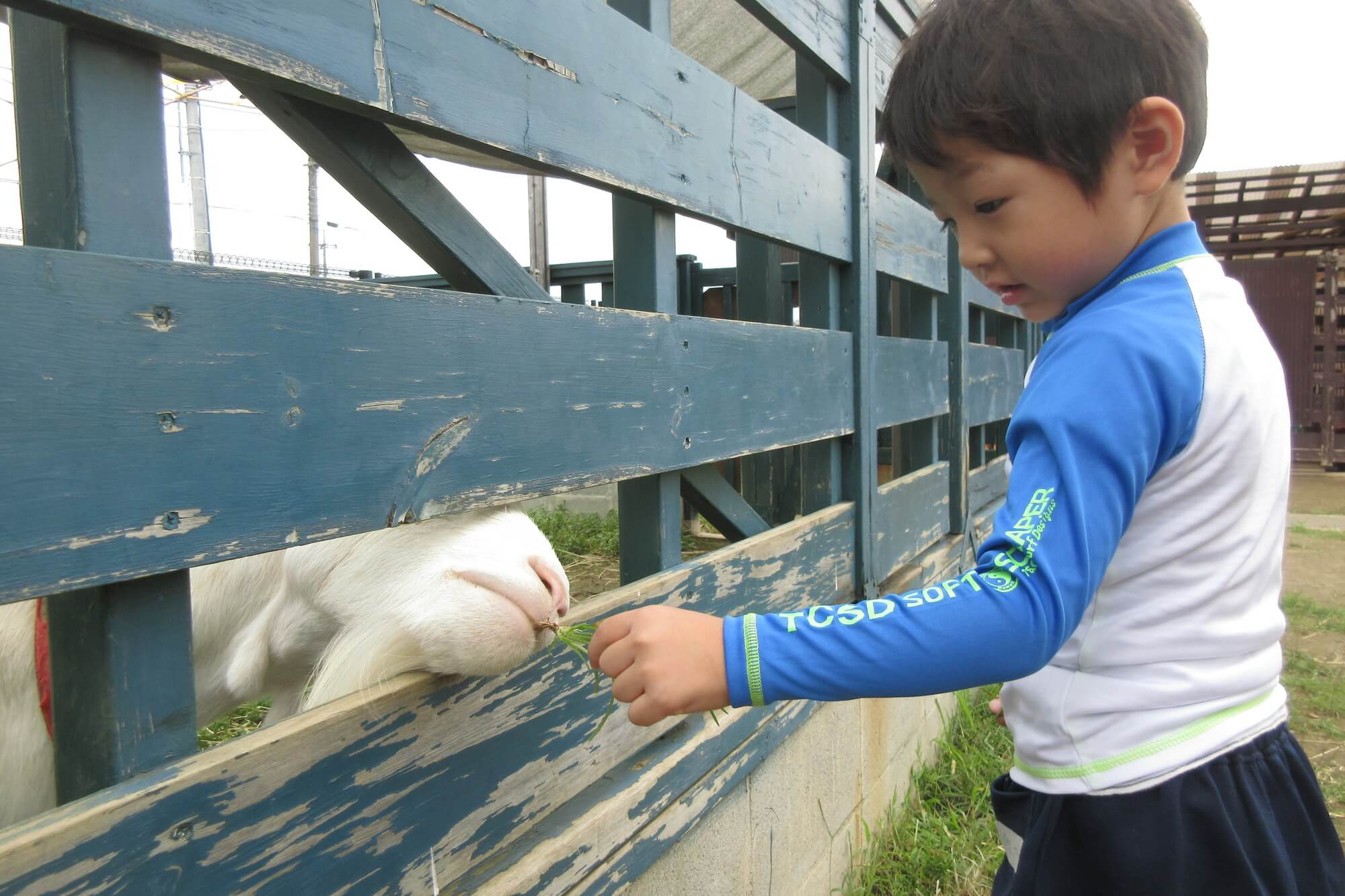 ヤギに餌をあげる子ども