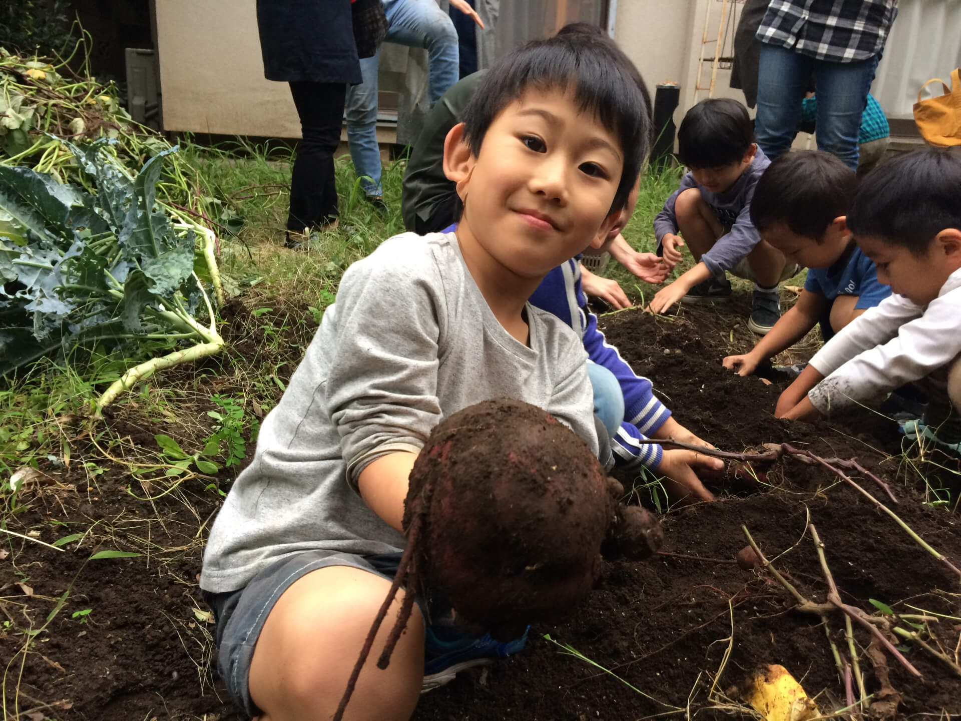 さつまいもを掘る子ども