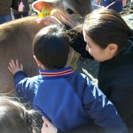 子牛にふれる子ども