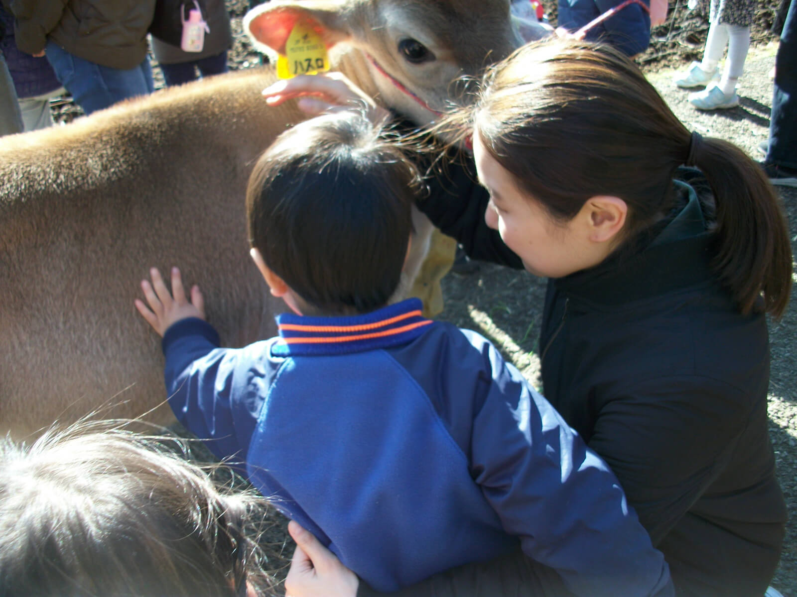 子牛にふれる子ども