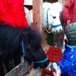 馬と触れ合う