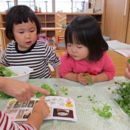 こどもぴあ保育園 神戸の「一粒の種から広がっていく体験」