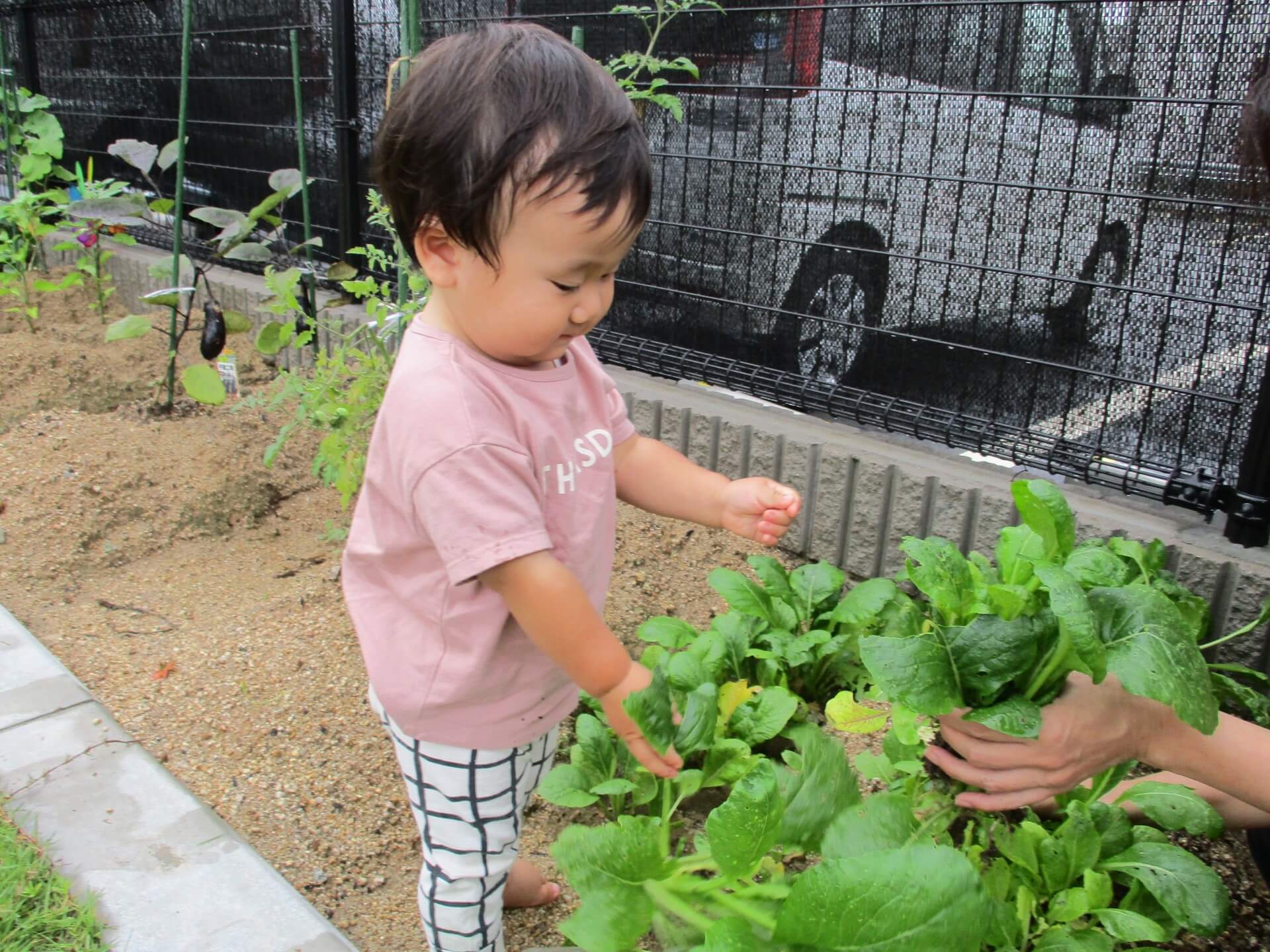 野菜を収穫する子ども