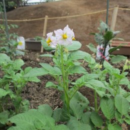 じゃがいもの花