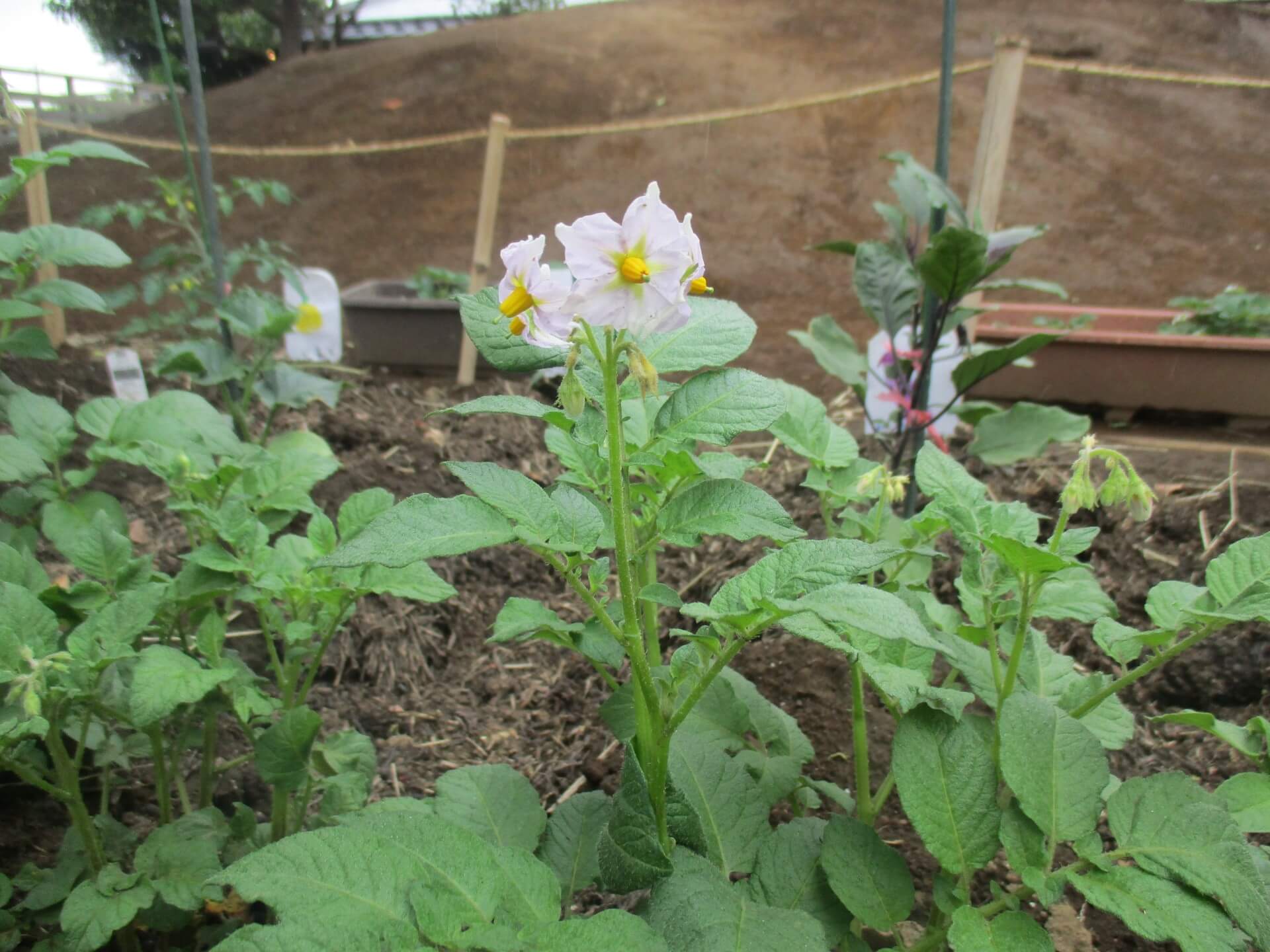 じゃがいもの花