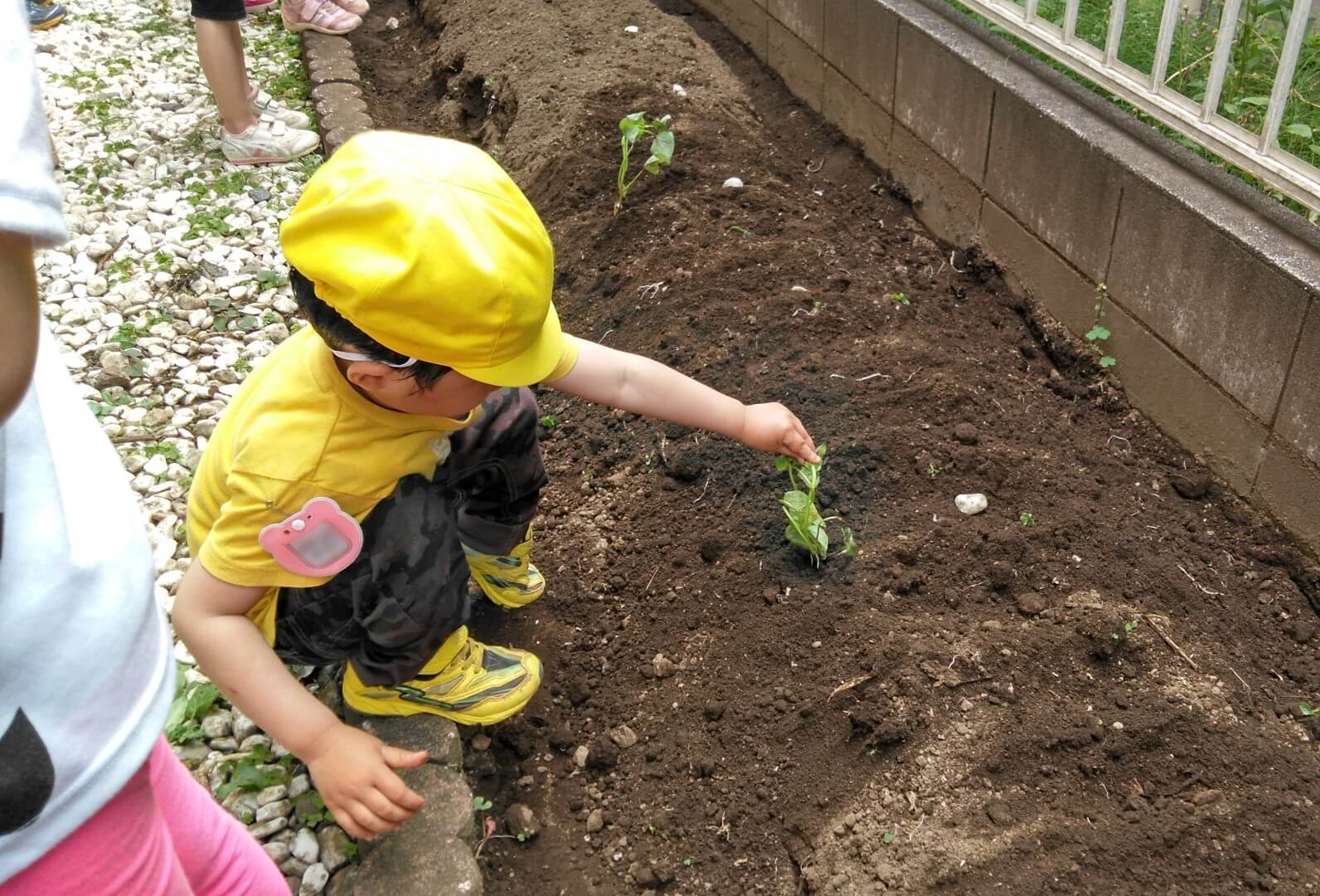 さつまいもの苗を植える子ども