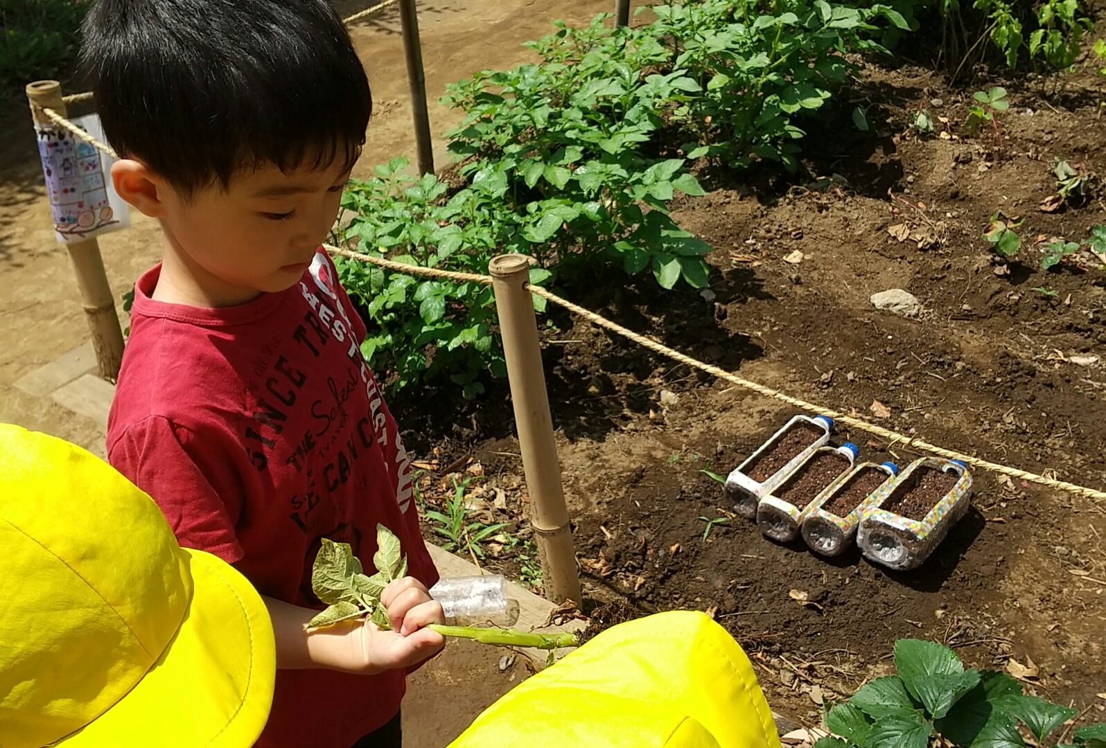 ちぎれた茎を見つめる子ども