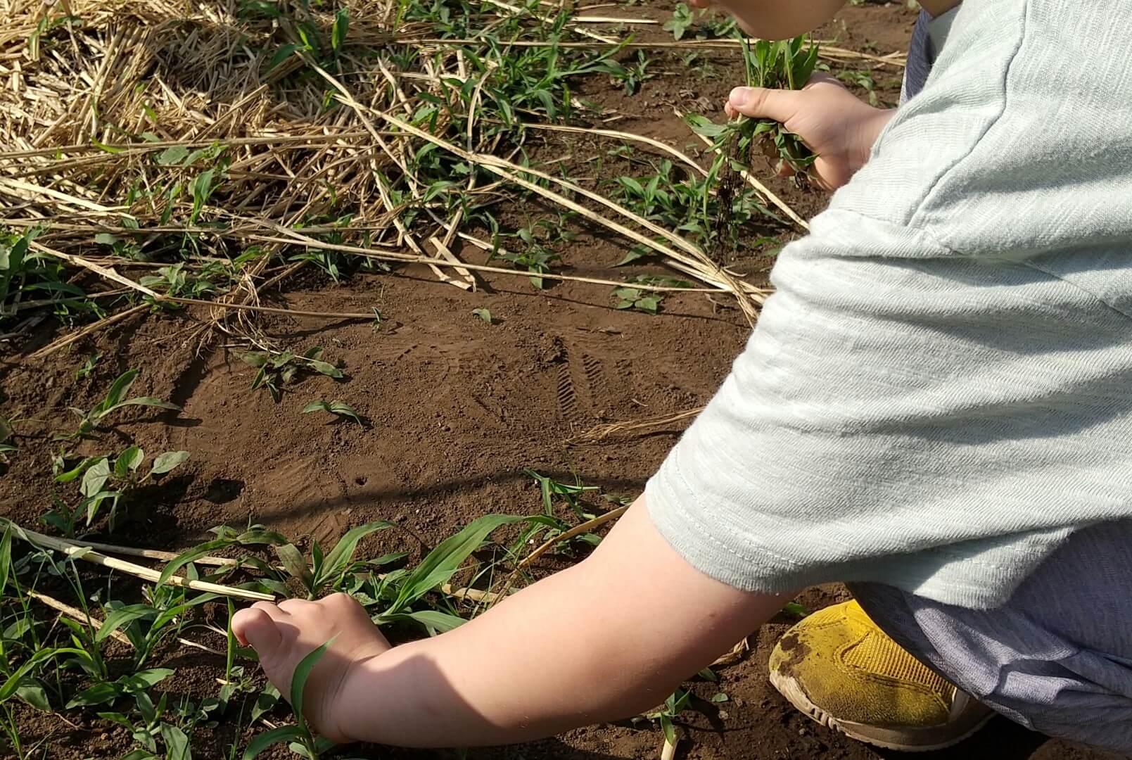 草むしりをする子ども