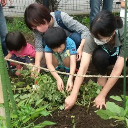 じゃがいもを掘る子どもたち