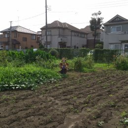 畑にたつかかし