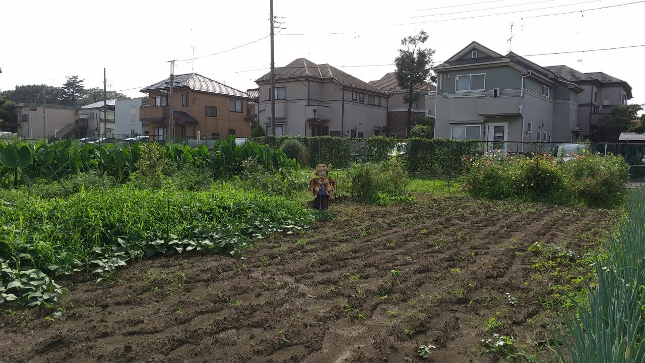 畑にたつかかし