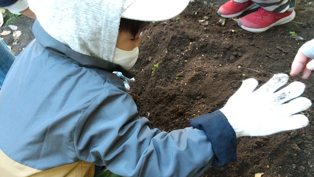 カブとほうれん草の種を植える様子