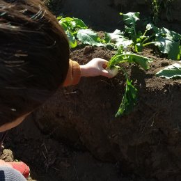 つむぎ調布「秋冬野菜の収穫」