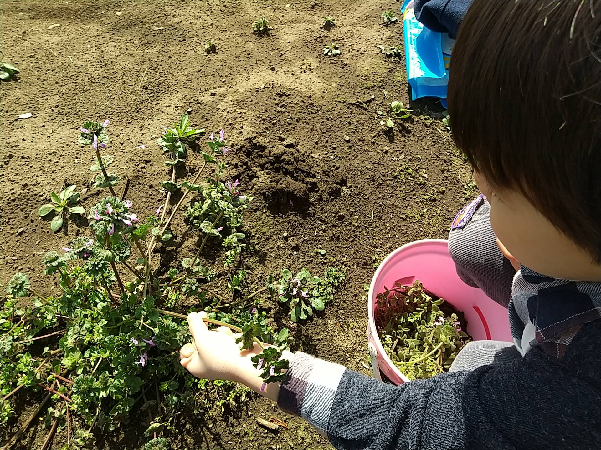 雑草を抜く子ども