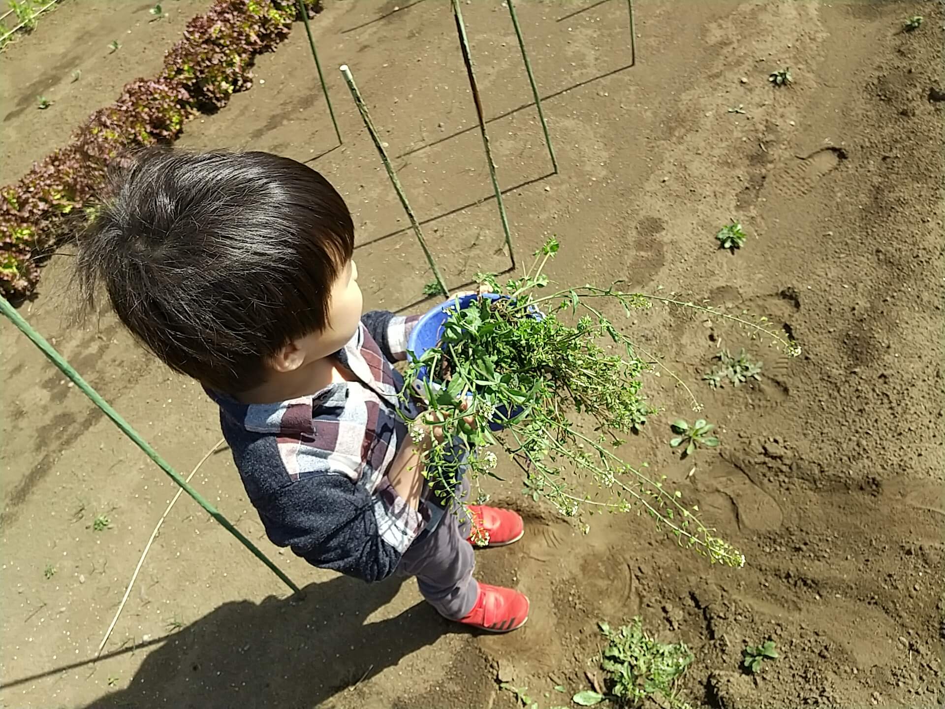 抜いた雑草のかたまり