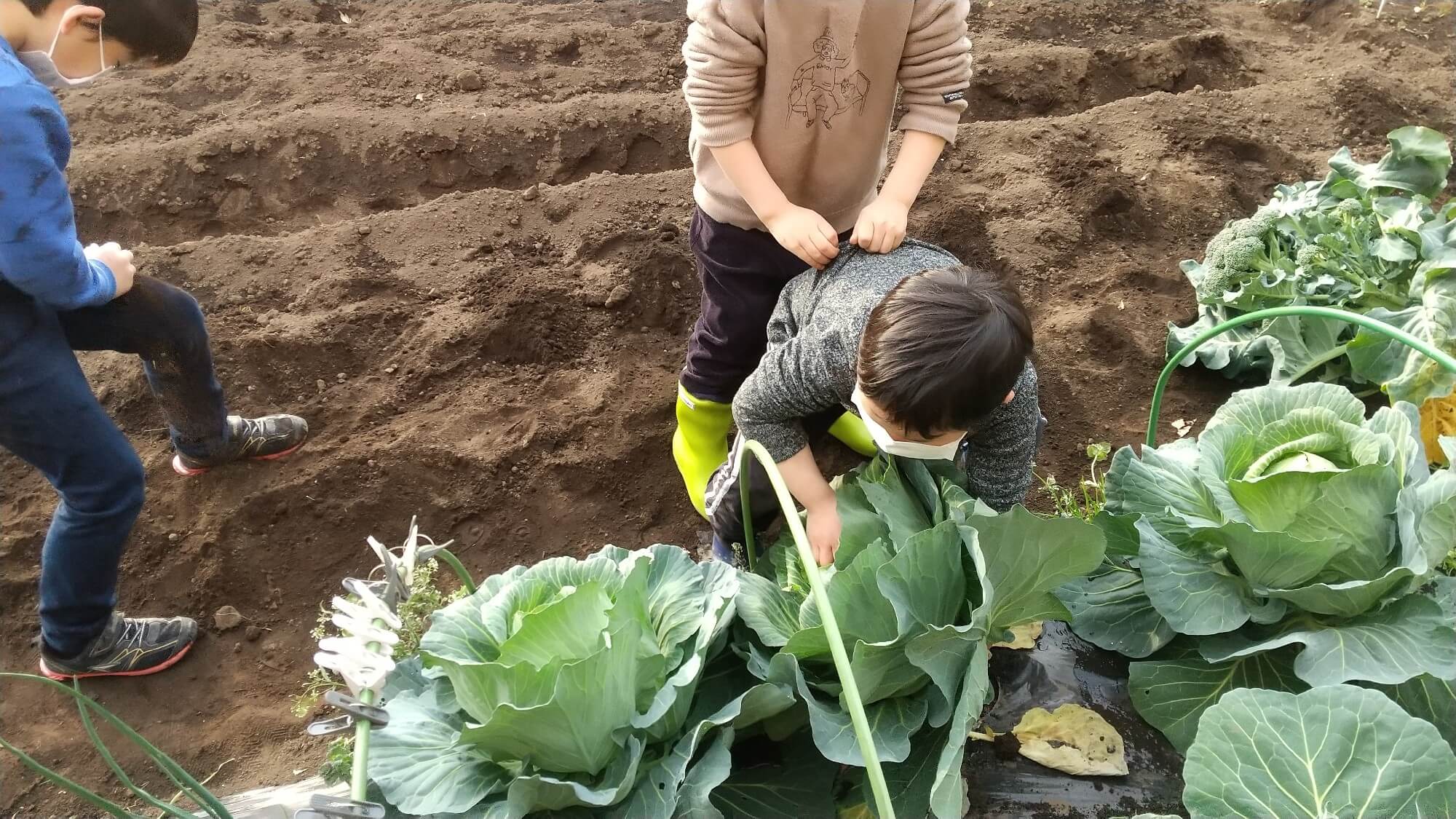 キャベツを抜こうとする子どもたち