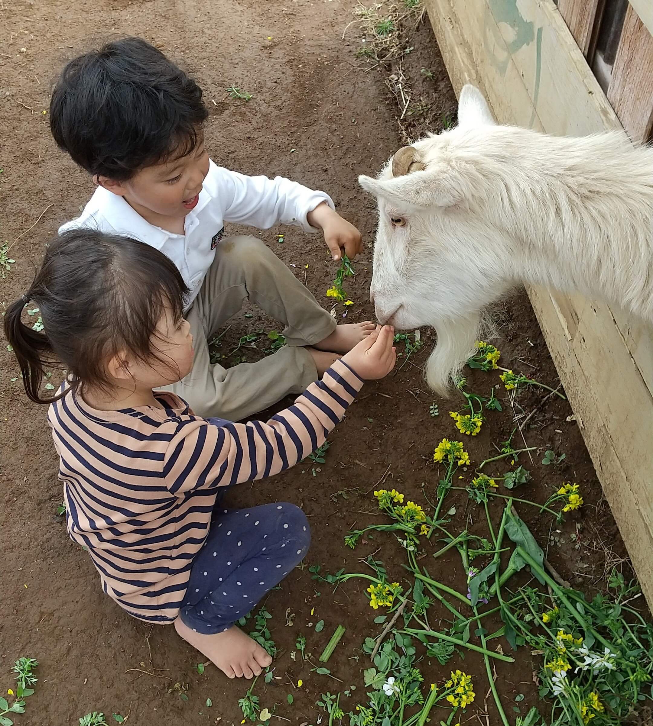 ヤギに餌をあげる子