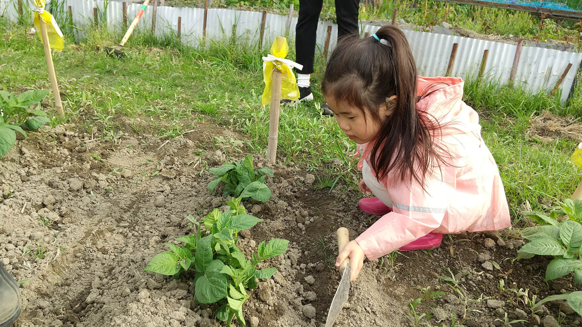 畑で土寄せをする子ども