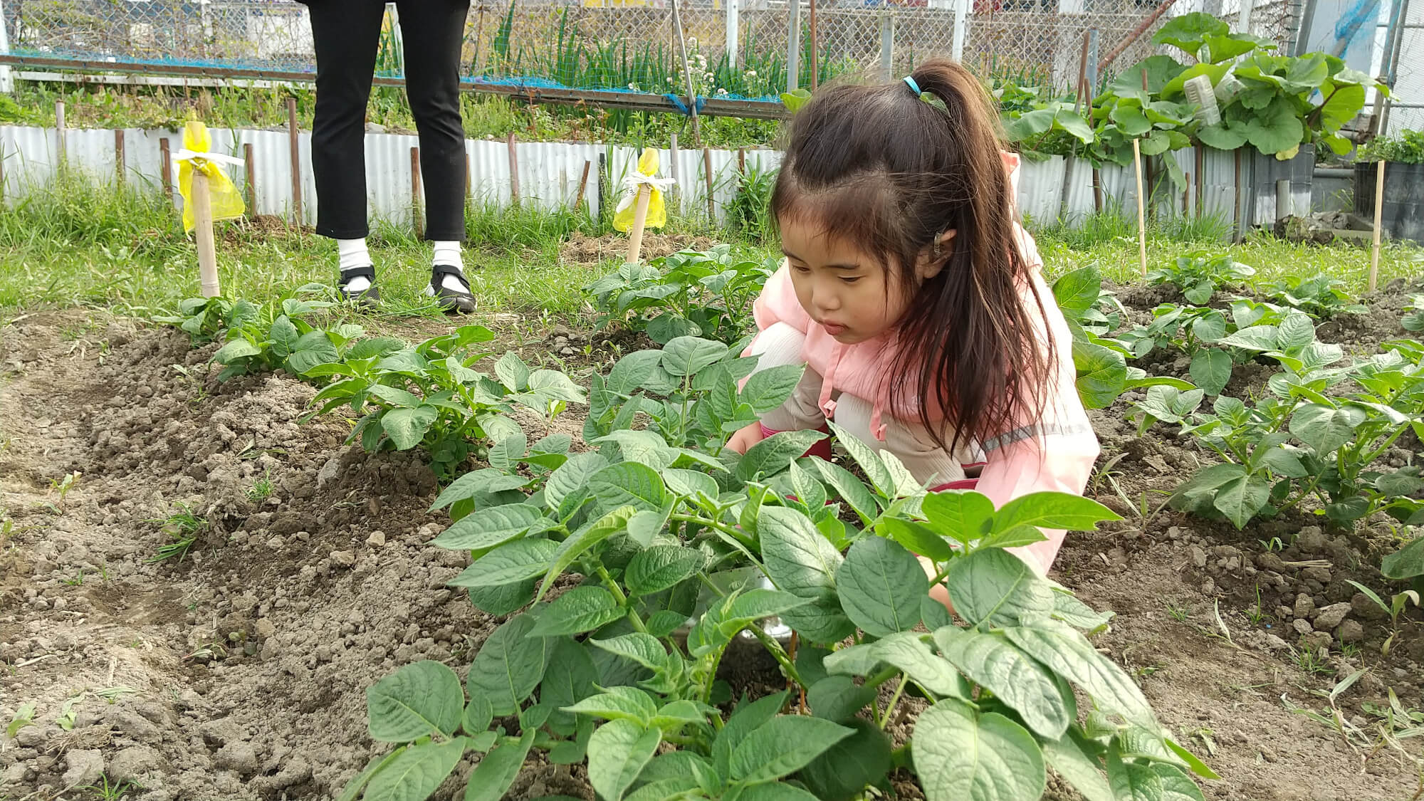 畑で作物を覗き込む子ども