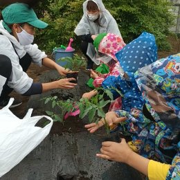 トマトの苗を植える