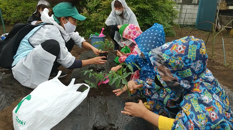 トマトの苗を植える