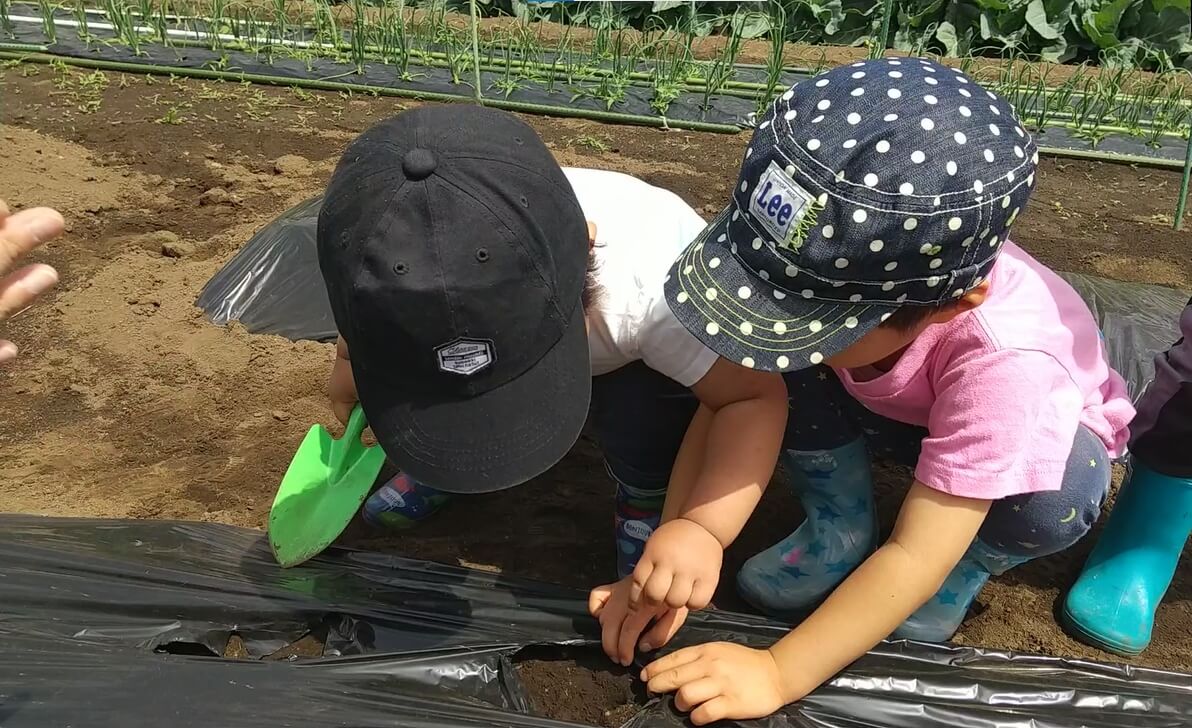 えだまめの種を植える