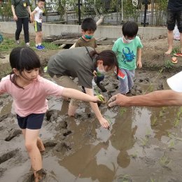 田植えをする子どもたち