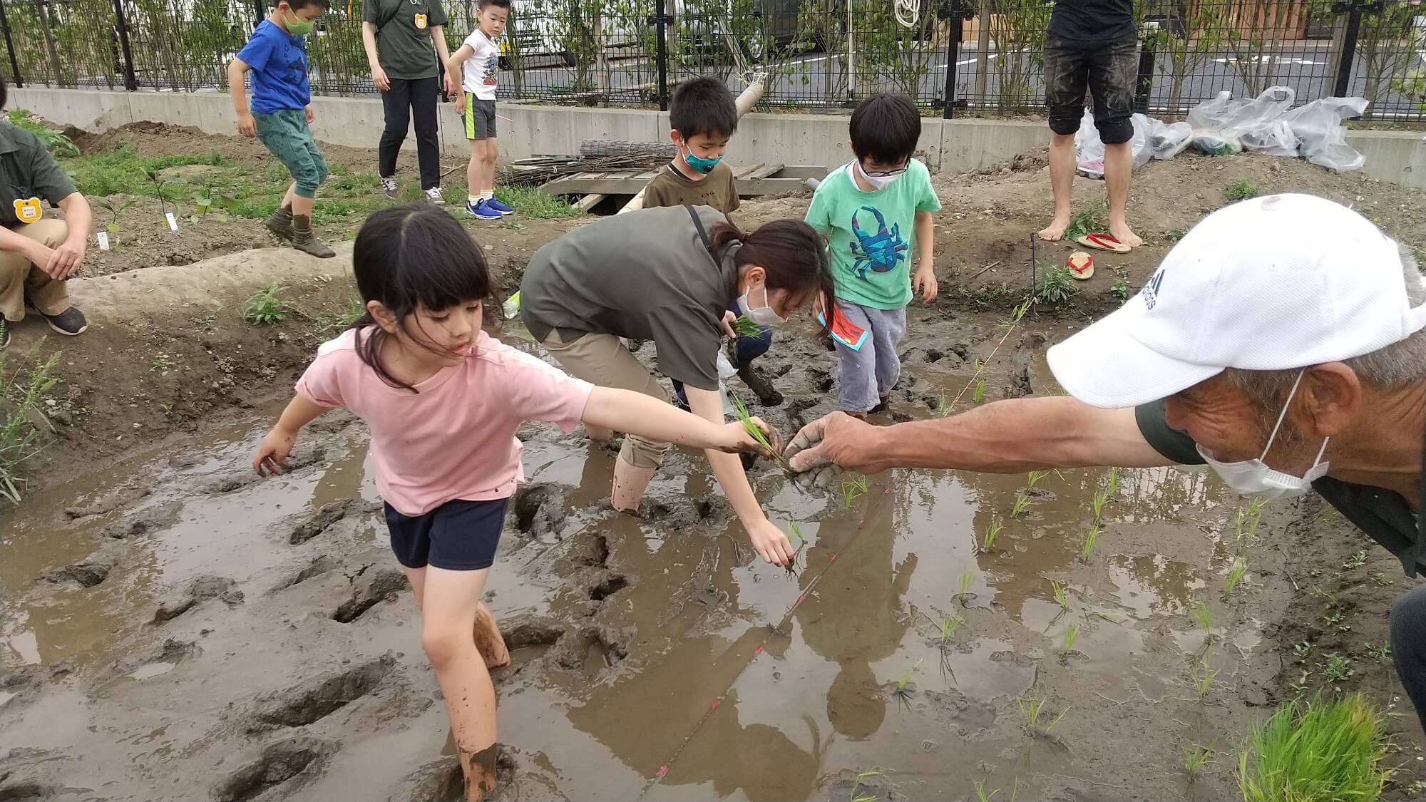 田植えをする子どもたち