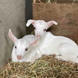 生まれたばかりの子ヤギ